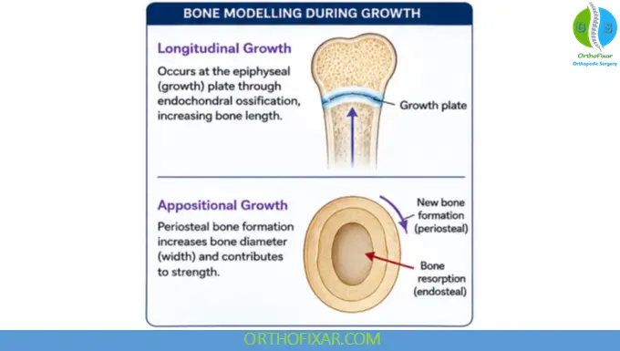 Bone Modelling: Process, Mechanisms & Clinical Significance 6 Bone Modelling During Skeletal Growth