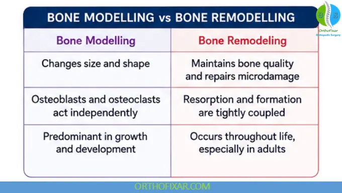 Bone Modelling: Process, Mechanisms & Clinical Significance 7 Bone Modelling vs Bone Remodeling