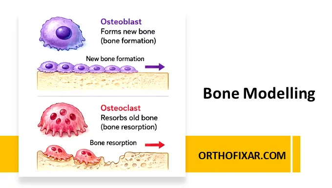 Bone Modelling
