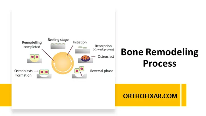 Bone Remodeling Process