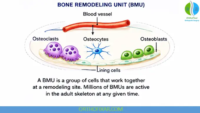 Bone Remodeling Process: Stages, Cells, Mechanisms & Clinical Significance 7 Bone Remodeling Unit