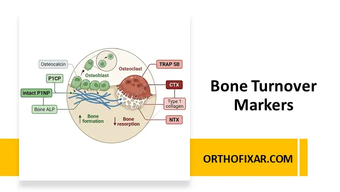 Bone Turnover Markers