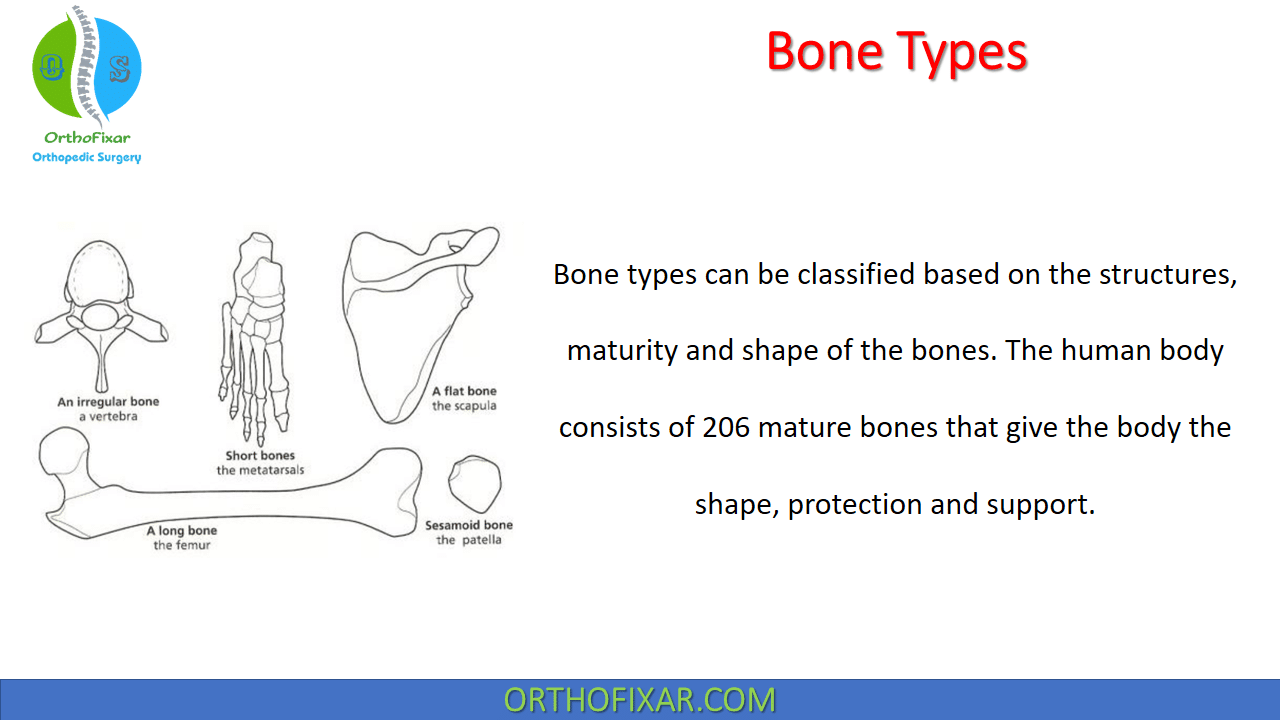  Bone Types 