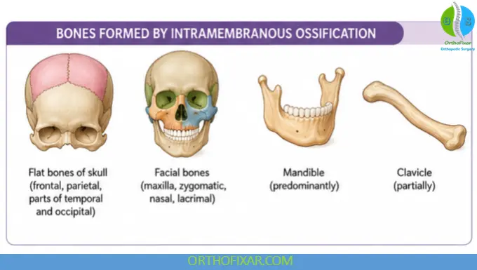 Intramembranous Ossification: Process, Stages & Functions 5 Bones Formed by Intramembranous Ossification