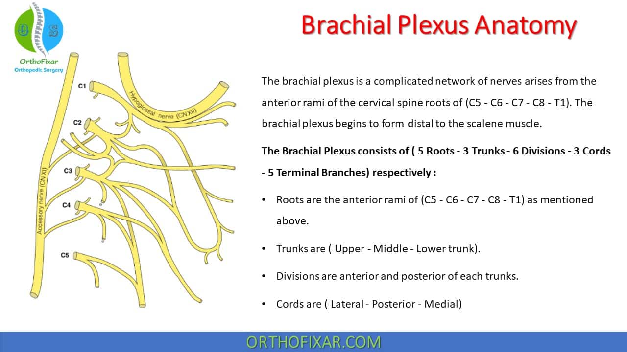  Brachial Plexus Anatomy 