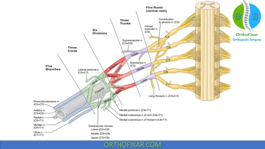 brachial plexus nerves