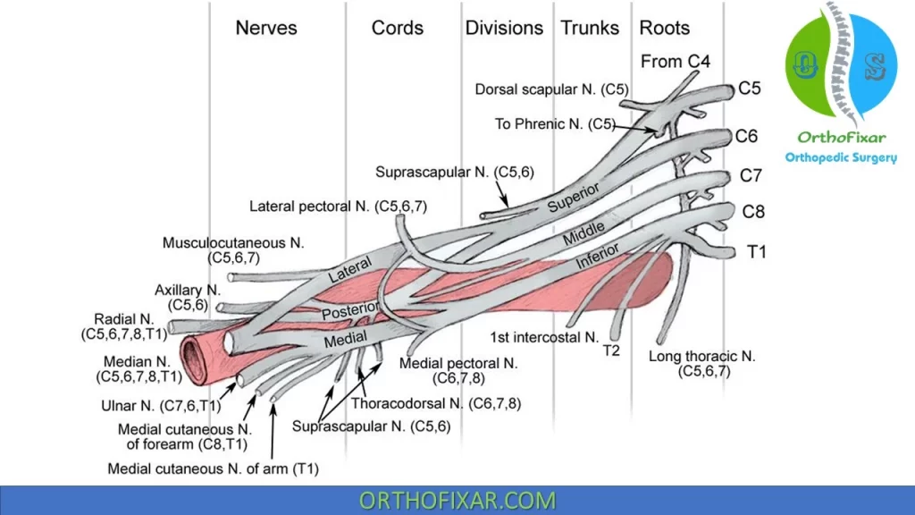 Brachial Plexus cords and axillary nerve