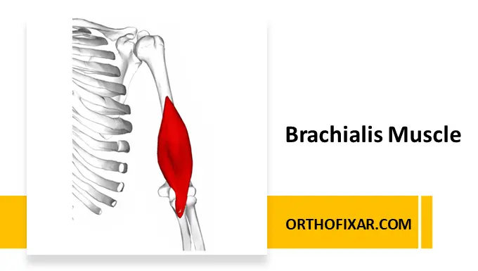 Brachialis Muscle
