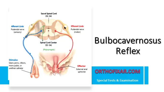 Bulbocavernosus Reflex test