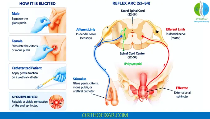 Bulbocavernosus Reflex (BCR): Spinal Cord Assessment 3 Bulbocavernosus Reflex