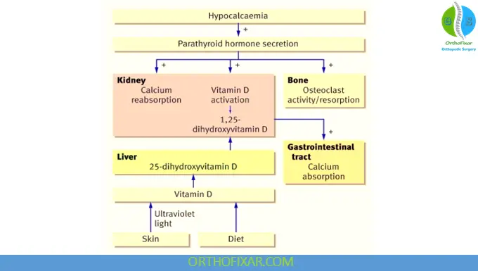 Hypocalcaemia: Causes, Symptoms, Diagnosis, Treatment & ECG Findings 3 Calcium Homeostasis