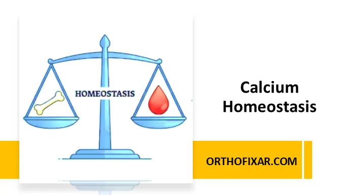 Calcium Homeostasis