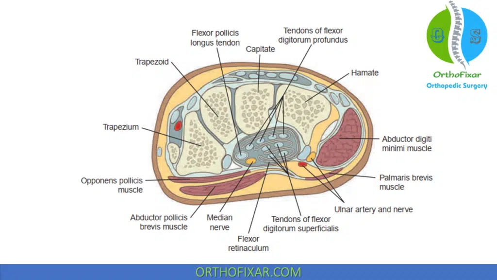 Carpal tunnel anatomy