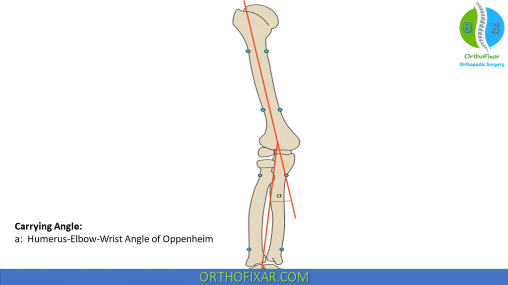 Carrying Angle - Humerus-Elbow-Wrist Angle of Oppenheim