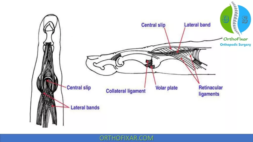 Central Slip anatomy