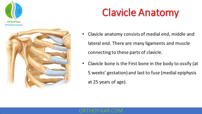 Clavicle Anatomy