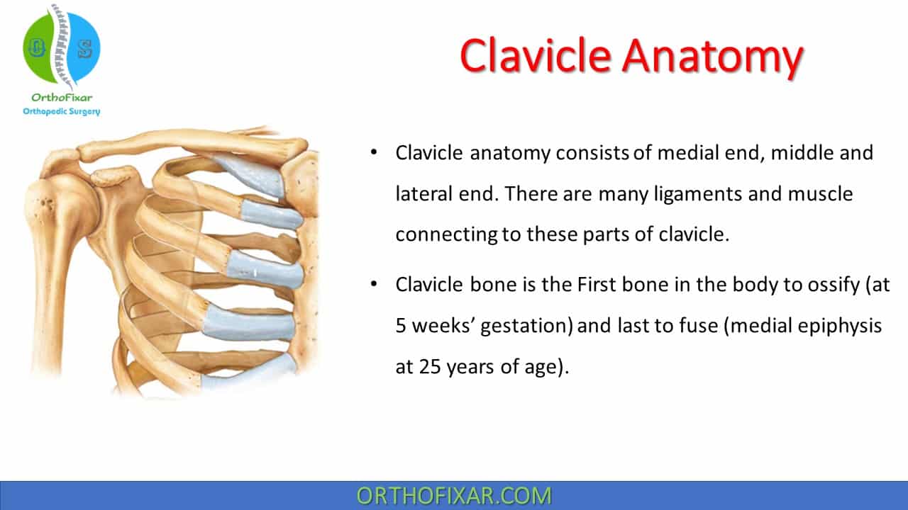  Clavicle Anatomy 
