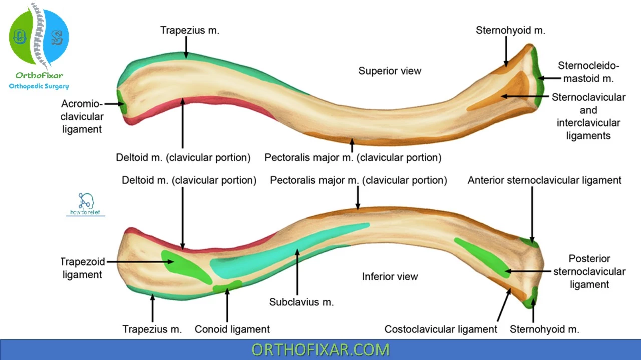 Deltoid Tuberosity Clavicle Deltoid Tuberosity Clavicle
