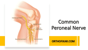 Common Peroneal Nerve Anatomy