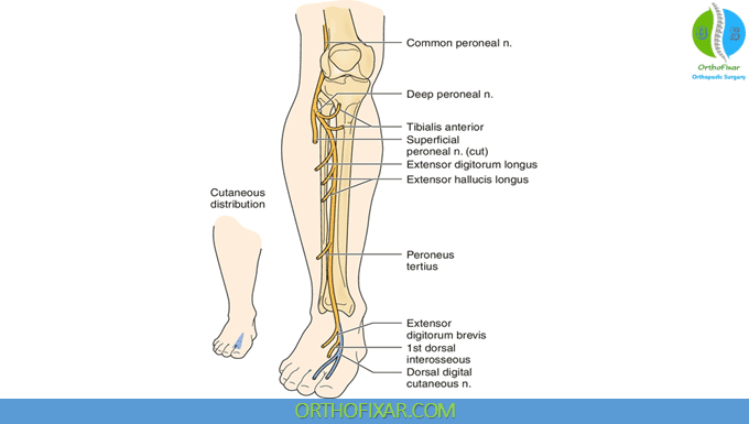 Common Peroneal Nerve branches