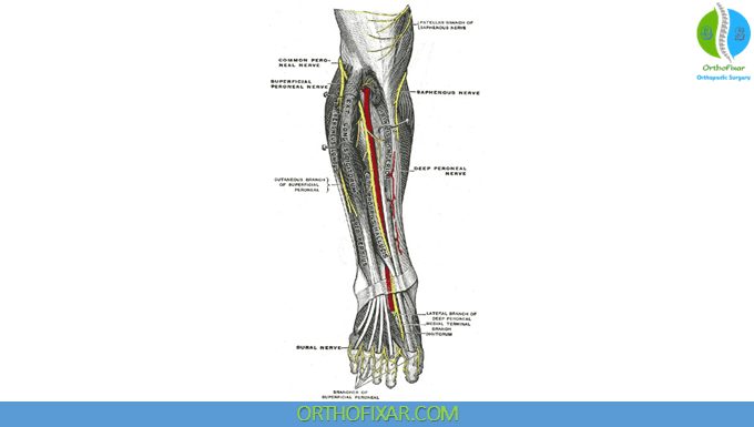 Common Peroneal Nerve