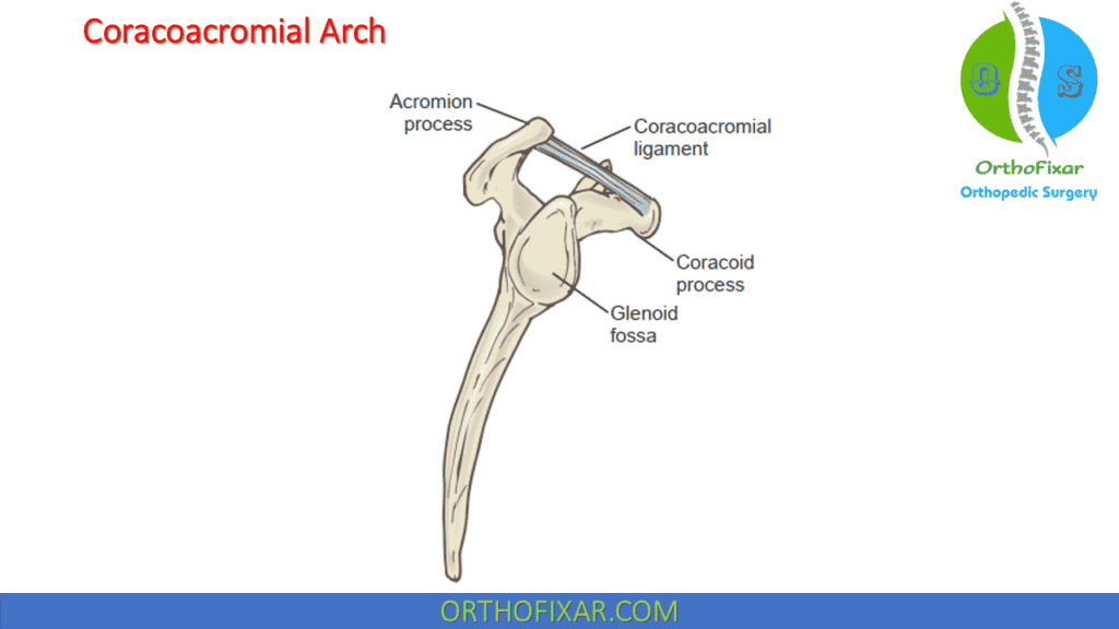 Coracoacromial Arch