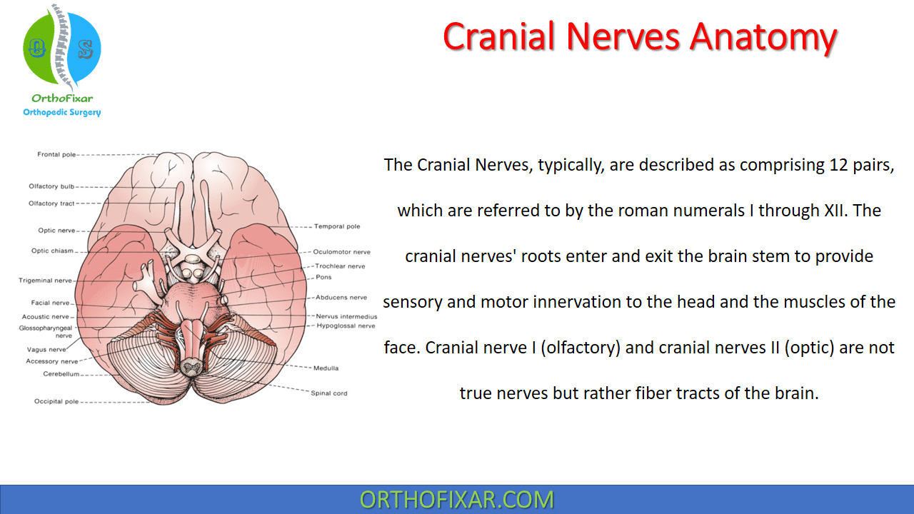 The 12 Cranial Nerves Anatomy & Function