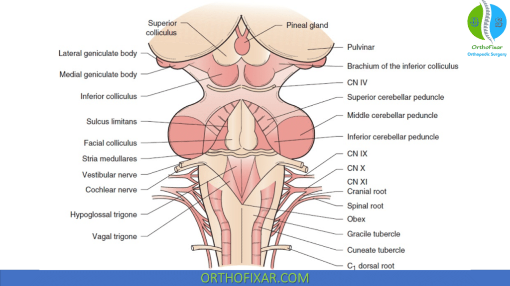 Cranial Nerves - Dorsal view of the brainstem and rhomboid fossa