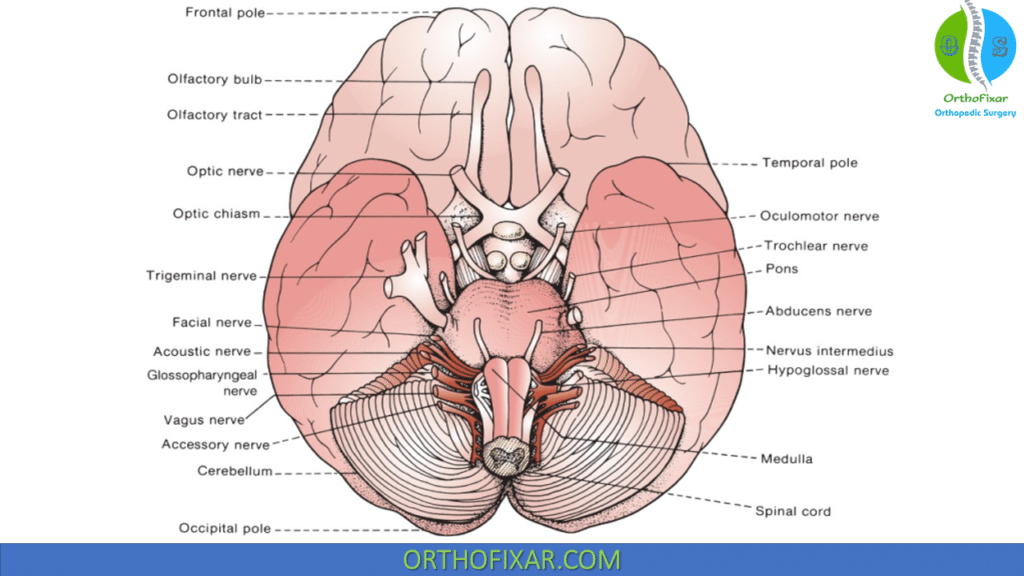 Cranial Nerves sites of emergence