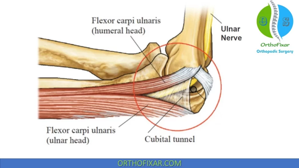 groove for ulnar nerve humerus