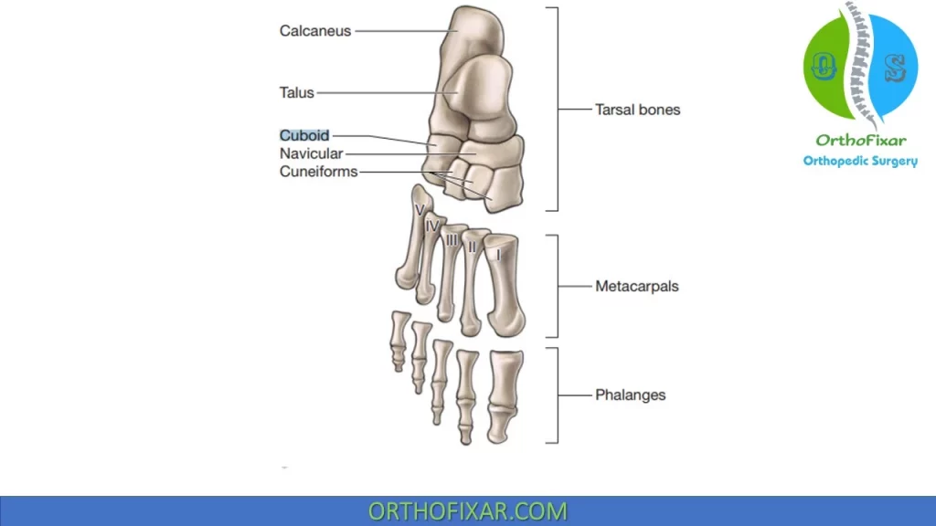 Cuboid bone anatomy