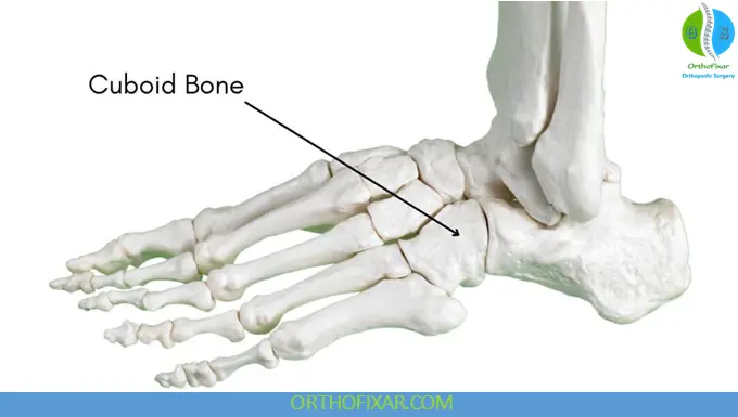 Cuboid bone