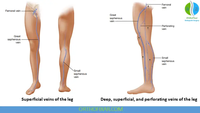 Deep and Superficial Venous System of the Legs