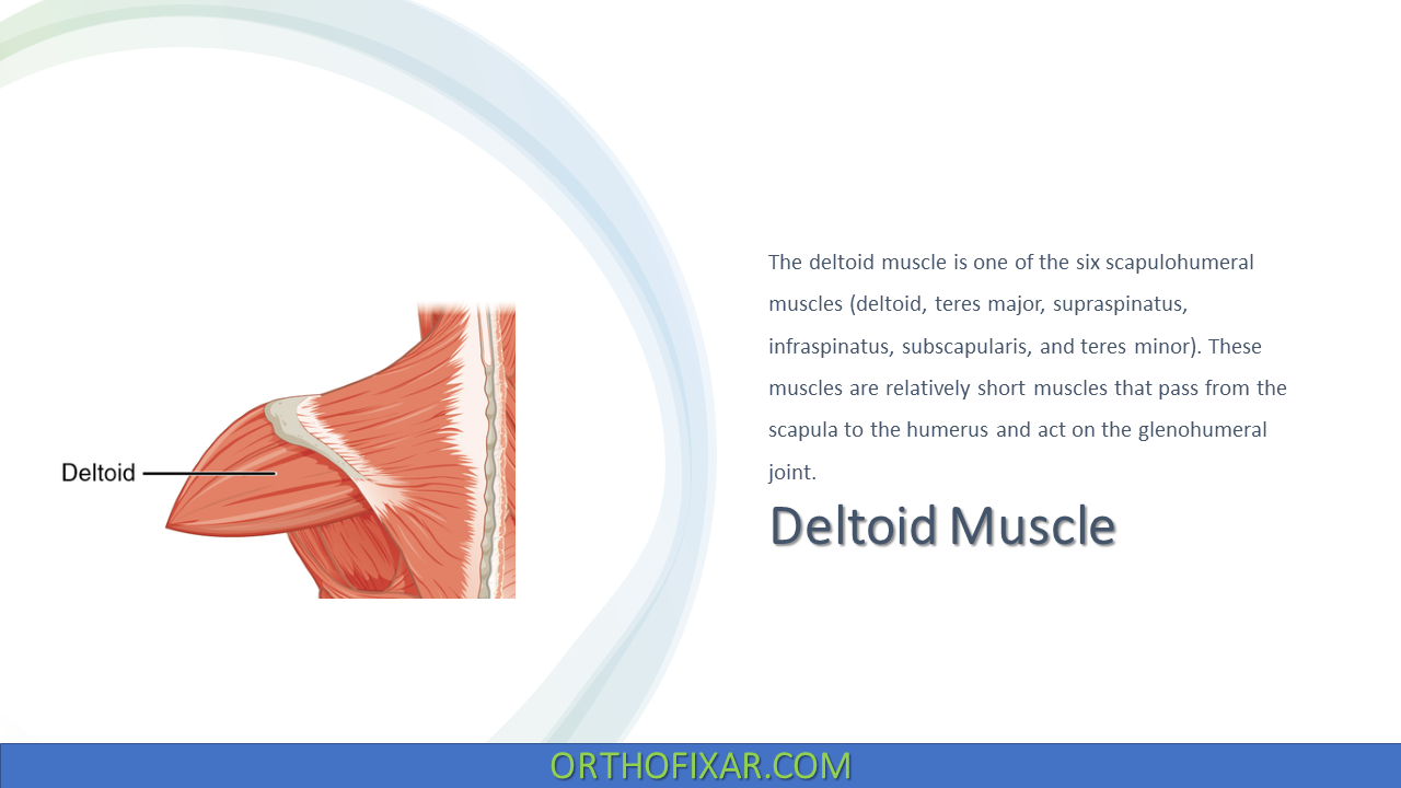  Deltoid Muscle Anatomy & Function 