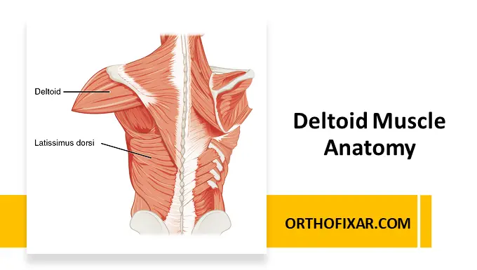 Deltoid Muscle Anatomy