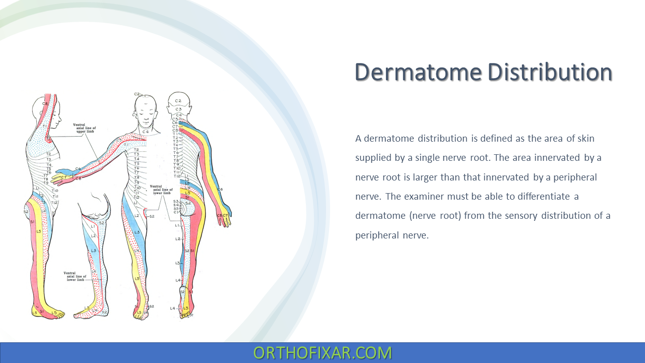  Dermatome Distribution 