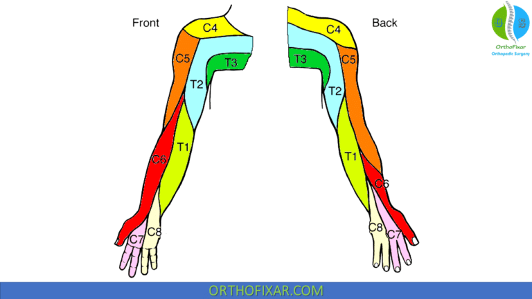 Dermatome Distribution | OrthoFixar 2024