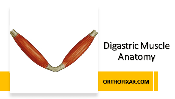 Digastric Muscle Anatomy | OrthoFixar 2025