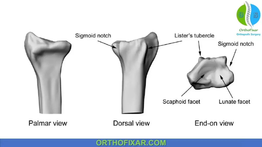 Distal Radius Anatomy