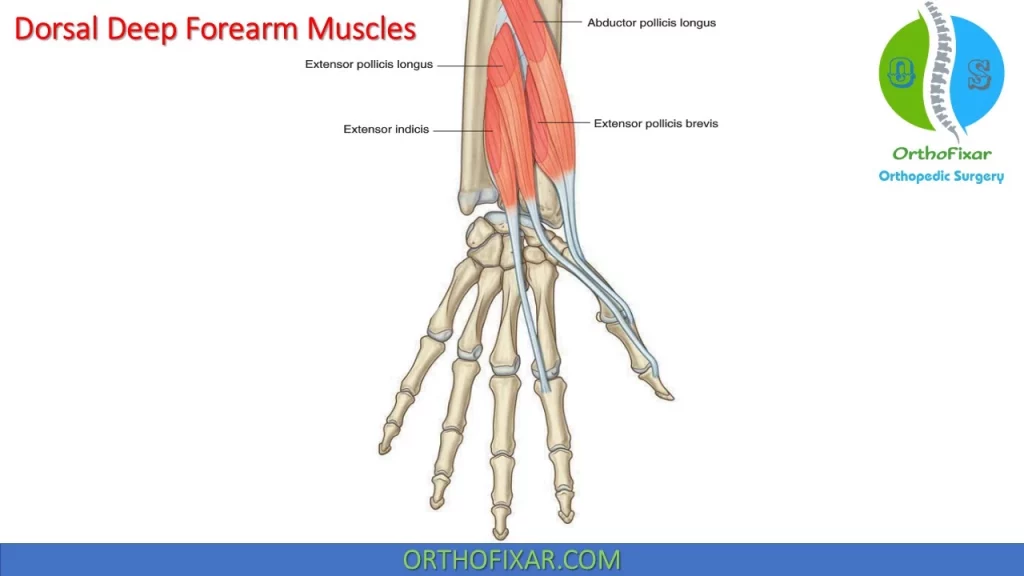 Dorsal Deep Forearm Muscles