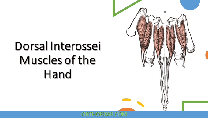 Dorsal Interossei Muscles Of The Hand Orthofixar 2024 1358