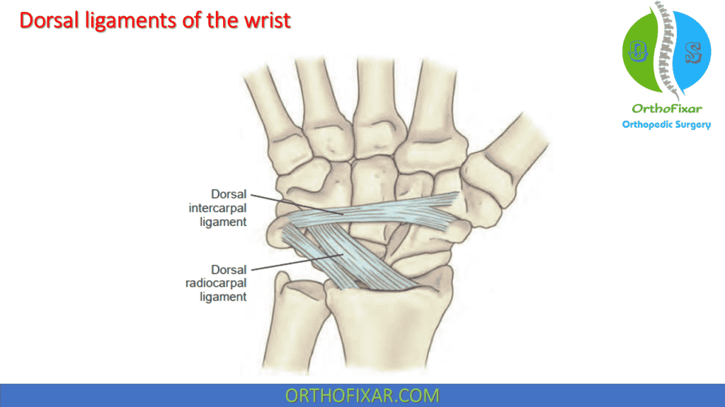 Dorsal ligaments of the wrist