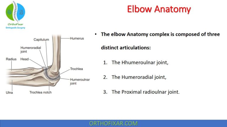 Elbow Anatomy