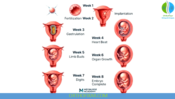 How to Study Embryology: Timelines, Structures and Birth Defects 6 Embryology Timelines