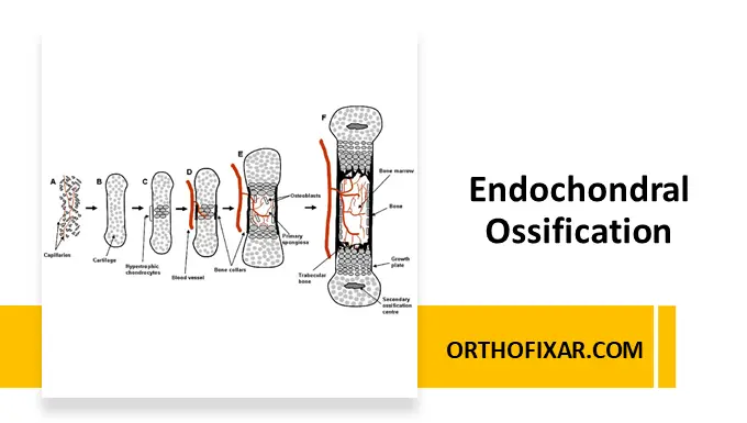 Endochondral Ossification