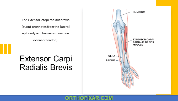 Extensor Carpi Radialis Brevis Muscle Anatomy | 2024