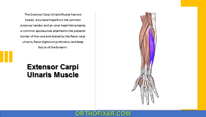 Extensor Carpi Ulnaris Muscle Anatomy