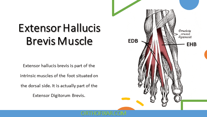 Extensor Hallucis Brevis Muscle Anatomy | OrthoFixar 2025