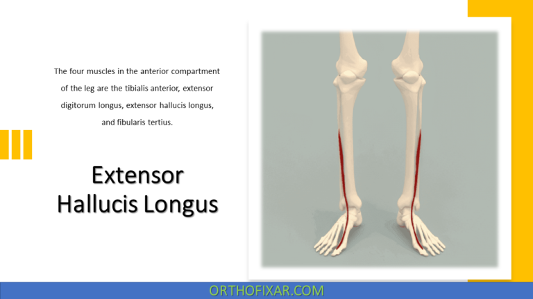 Extensor Hallucis Longus