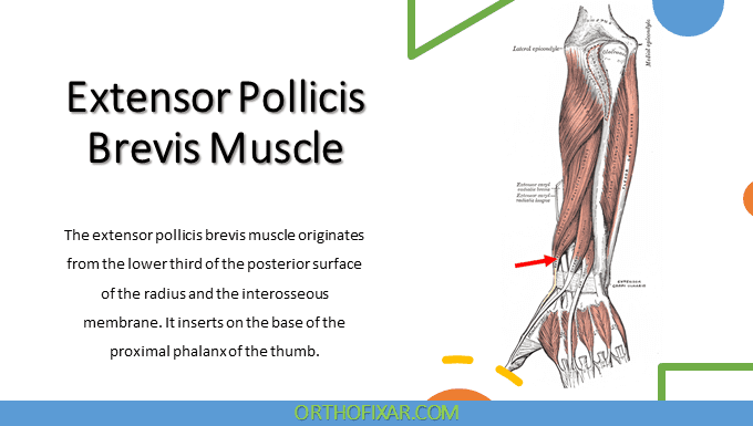 Extensor Pollicis Brevis Muscle Anatomy | OrthoFixar 2025